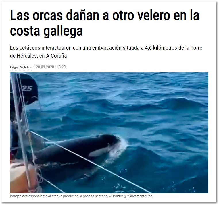 las orcas y los daños en un barco