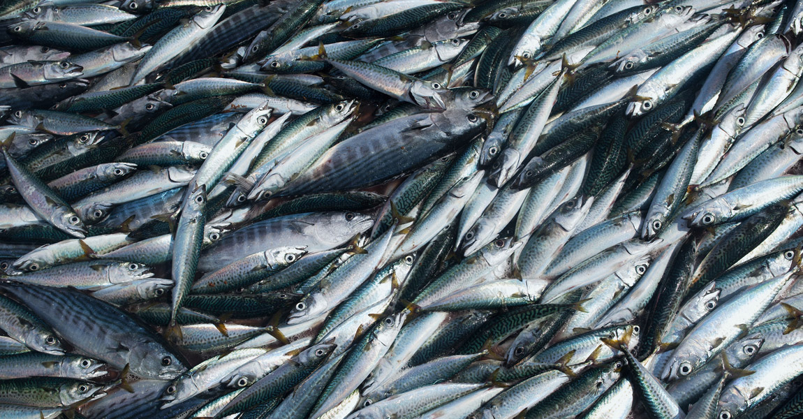 asegurar capturas de pesca