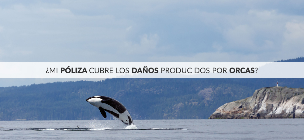 poliza-de-seguro-de-barcos-que-cubre-ataques-de-orcas